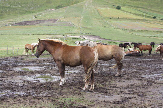 horse and foal