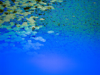 Fototapeta premium Aquatic plants including lily pads and duckweed creating a natural pattern on the serene, deep blue water of a pond, showing a peaceful wetland ecosystem