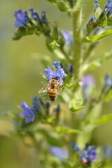 Honey bee collecting nectar on blue viper's bugloss © Virginie