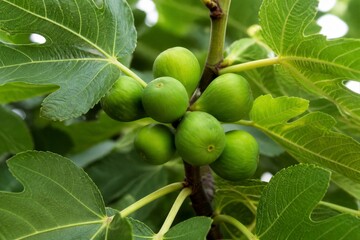 Fototapeta premium Cluster of green figs growing on leafy fig tree branch