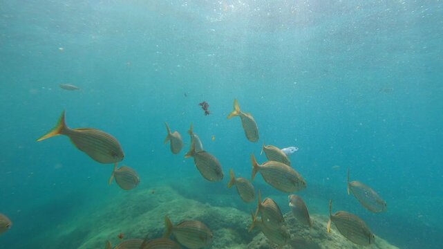 Colorful Mediterranean Reef Fish Swimming Above Rocky Seabed Underwater