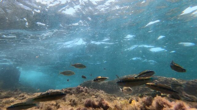 Colorful Mediterranean Reef Fish Swimming Above Rocky Seabed Underwater