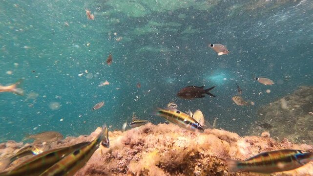 Colorful Mediterranean Reef Fish Swimming Above Rocky Seabed Underwater