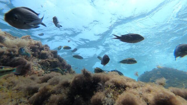 Colorful Mediterranean Reef Fish Swimming Above Rocky Seabed Underwater