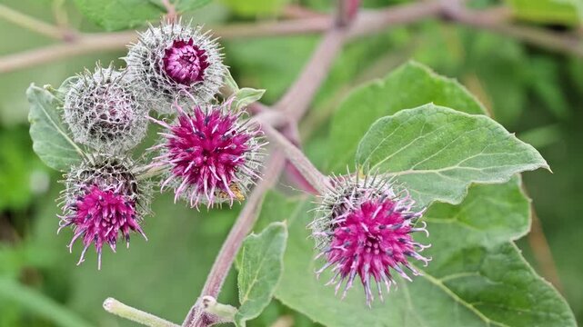 Macro shot of blooming purple arctium tomentosum burdock flowers, beautiful organic plant background texture for natural hair cosmetics, skincare pharma remedies and botanical studies
