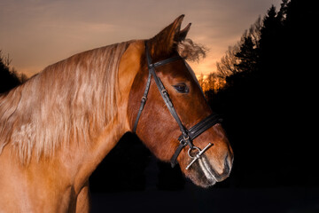 Brown horse with bridle profile portrait at sunset outdoors, equestrian animal in natural landscape © Vytenis