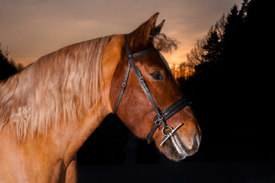 Brown horse with bridle profile portrait at sunset outdoors, equestrian animal in natural landscape