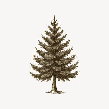 Detailed vintage pine illustration.
