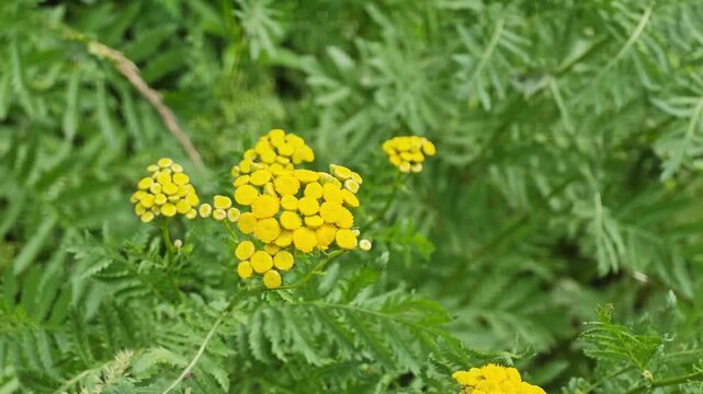 Macro shot of bright yellow tansy flowers blooming on a green bush, natural plant background texture for organic insect repellent formulas, herbal medicine extracts and homeopathic remedies