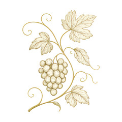 Obraz premium PNG Elegant vintage grape illustration