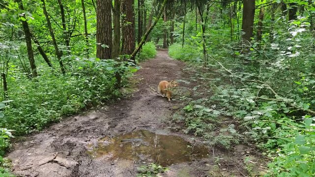 Close up of a fluffy ginger dog slowly sniffing a forest path and then running fast around a mud puddle directly towards the camera, concept of canine vitality, pet agility and active lifestyle