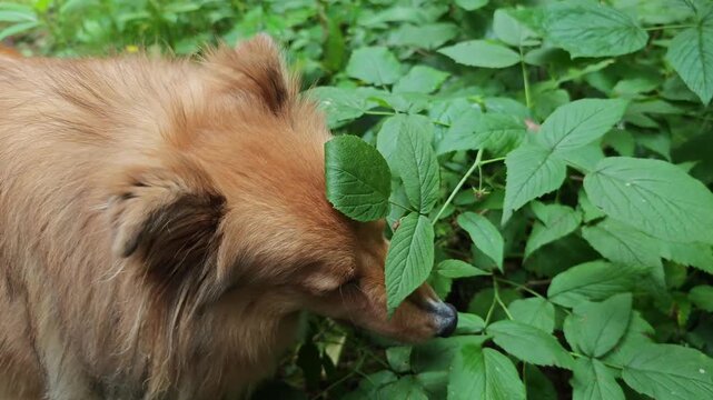 Close up of a smart fluffy ginger dog pulling hard to pick and chew a fresh red raspberry straight from a green bush, concept of natural raw dog food, canine intelligence and foraging behavior