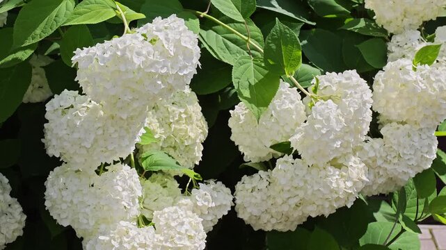 Lush white hydrangea arborescens blossoms on a green bush, beautiful natural background texture for wedding floral decor, luxury garden wedding design and romantic anniversary celebrations