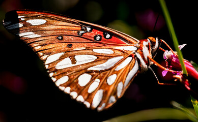 Close-up of a Gulf Fritillary butterfly with intricate wing patterns on a flower © EJ