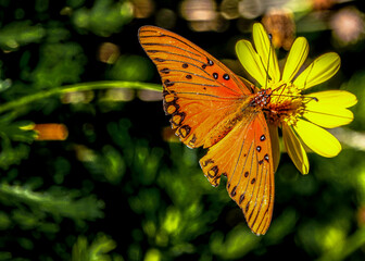 Close-up of an orange butterfly with black markings on a yellow flower © EJ