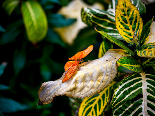 Vibrant orange butterfly rests on a dry leaf amidst lush green foliage © EJ