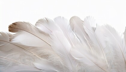Naklejka premium White Duck Feathers Isolated Background