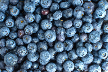 Full frame background of ripe wild blueberries covered in fresh water droplets. Flat lay macro shot of wet blue berries texture © Peresada
