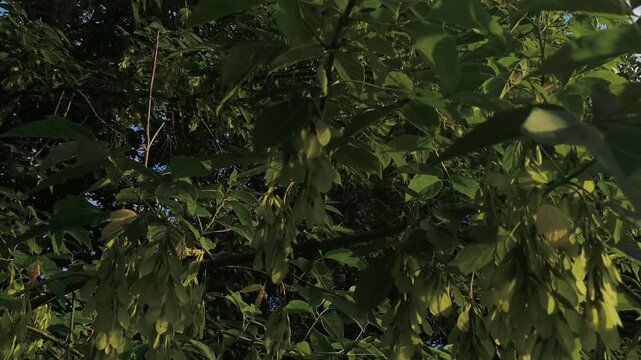 Ash tree seeds. Texture branches green leaves are swaying gently in the breeze in sun summer bright day on blue sky background. Natural colors. Eco meditation, relaxation concept