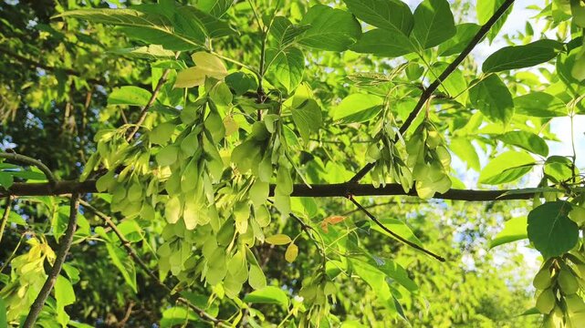 Ash tree seeds. Texture branches green leaves are swaying gently in the breeze in sun summer bright day on blue sky background. Natural colors. Eco meditation, relaxation concept