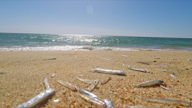 Numerous small dead fish scattered on the sand after being washed ashore by ocean waves, an ecological disaster concept highlighting marine pollution and its effects on the ecosystem