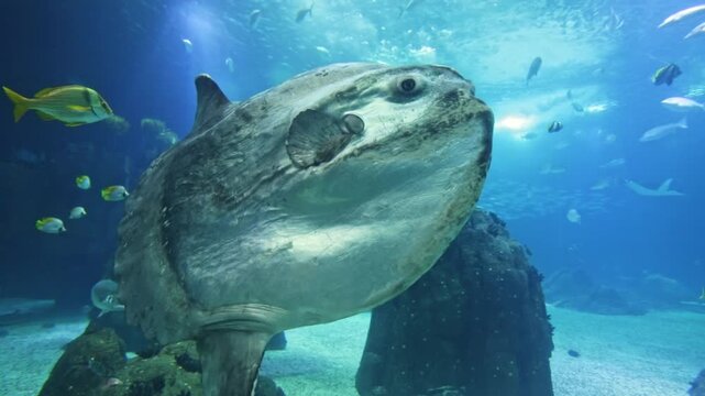 Huge ocean sunfish, mola mola, gracefully swimming among schools of smaller fish in a large, blue water aquarium with rocks and beautiful sunlight filtering from the surface