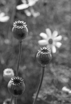 A poppy head in black and white.
Interior image of a poppy in black and white.
Opium poppy.
