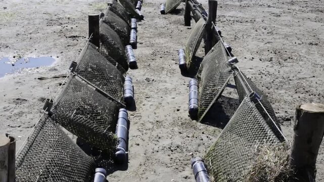 Rows of traditional oyster farming cages and bags sitting on the muddy seabed during low tide, revealing the extensive aquaculture operations for shellfish cultivation in algarve, portugal