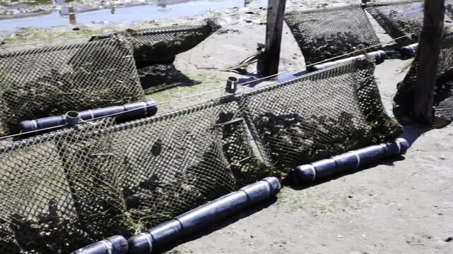 Oyster farming trestles and mesh bags standing in rows on the sandy seabed of a tidal estuary during low tide, a common sight in commercial shellfish aquaculture and mariculture operations