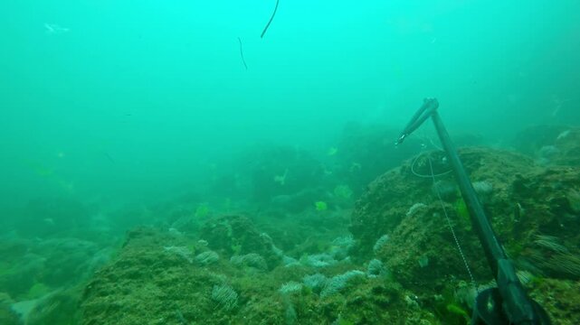 First person view of a spearfisherman aiming and successfully shooting a fish in murky green water. The hunter swims over a rocky reef, carefully targets his prey, and reels in his catch