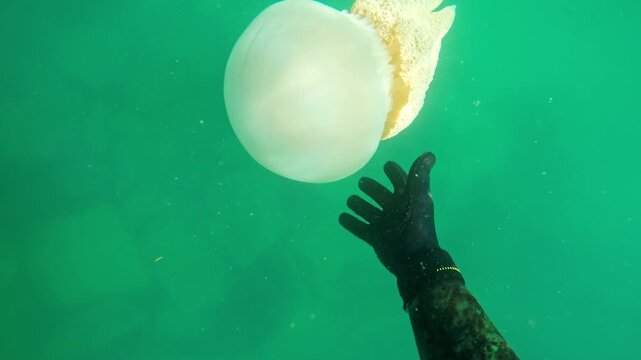 Diver's hand wearing a black glove reaching out and gently touching a large white jellyfish floating gracefully in the serene green ocean water, exploring the delicate marine ecosystem