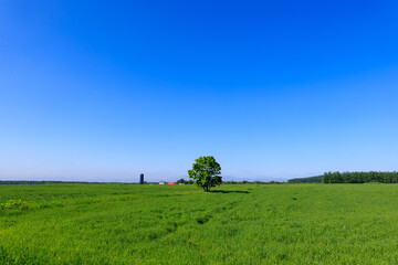 Fototapeta premium 青空と草原