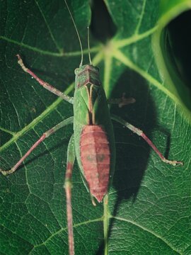 A vibrant green and reddish katydid perched on a lush leaf, showcasing detailed textures in a natural wildlife setting