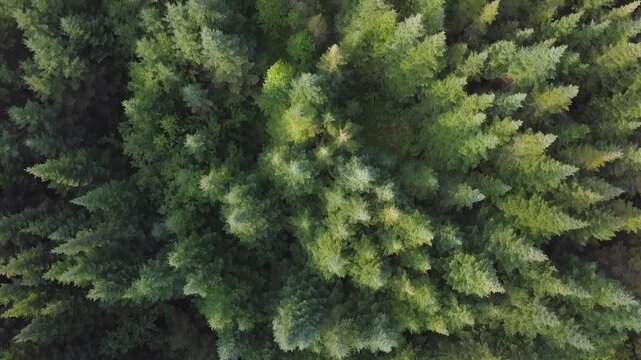 4K Aerial View of Dense Boreal Coniferous Forest and Pine Trees