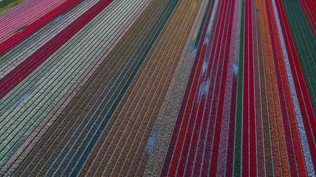 4K Aerial View of Vibrant Tulip Fields in Netherlands with Geometric Rows