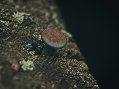 A macro view of an old rusty metal nail embedded in rough weathered wood with lichen patterns against a dark background