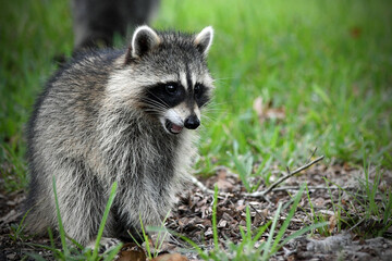 Closeup photograph of a young raccoon with its mouth open and a surprised expression, standing on a green and brown grassy lawn.  © dldillon