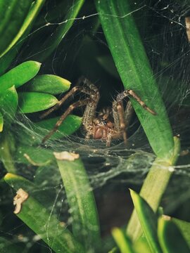 A macro view of a large brown spider hiding in its web amidst vibrant green leaves and foliage in a natural outdoor habitat