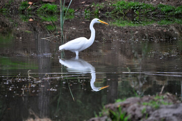 Beautiful white heron and its reflection in the lake water