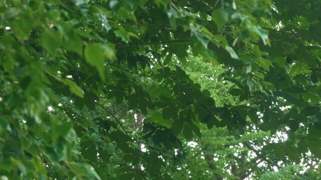 Green forest branches of a broadleaf tree