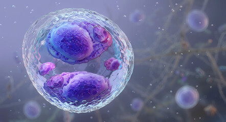 Naklejka na ściany i meble Cyclospora cayetanensis oocyst, foodborne parasite, cyclosporiasis pathogen. Sporocysts inside the protozoan. Medical microbiology, parasitology, food safety, infectious disease, laboratory research
