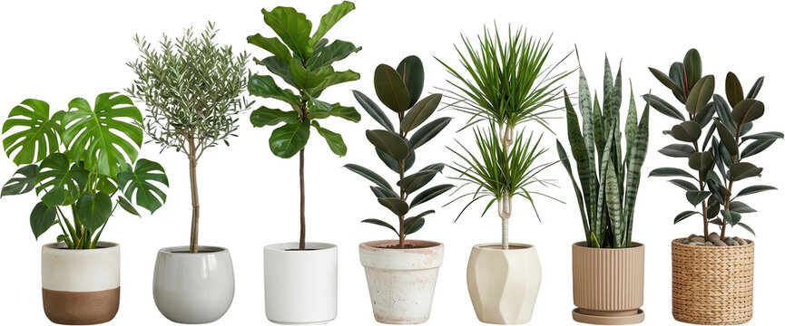 Collection of seven diverse potted houseplants including Monstera olive tree Fiddle Leaf Fig rubber plant Dracaena and Snake plant potted plants indoor plants green foliage