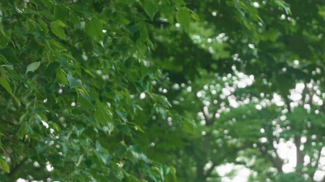 Green forest branches of a broadleaf tree