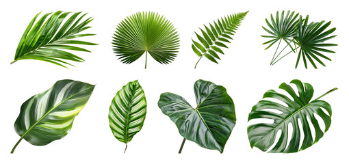 Obraz premium PNG Tropical leaves variety collection on transparent background