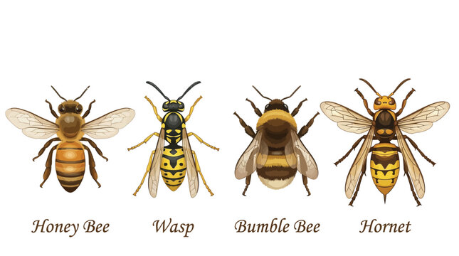 Detailed vector illustration featuring a honey bee, a wasp, a fuzzy bumble bee and hornet