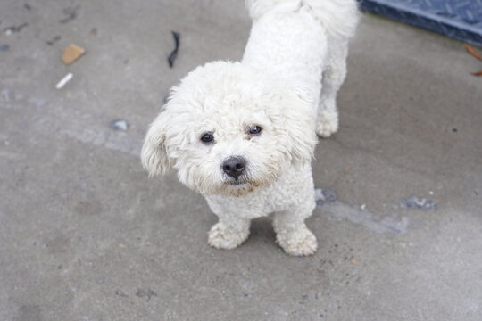 A brave, quick-witted hunting dog, full of energy, obedient and always loyal to its owner.