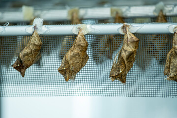 Obraz premium Butterfly Chrysalises Hanging Before Metamorphosis. Close Up of Butterfly Chrysalises Ready to Emerge. Butterfly Life Cycle with Hanging Chrysalises.
