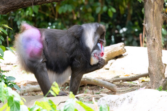 The side view of a male mandrill (Mandrillus sphinx) eating food.