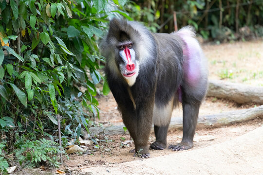 The male mandrill (Mandrillus sphinx)