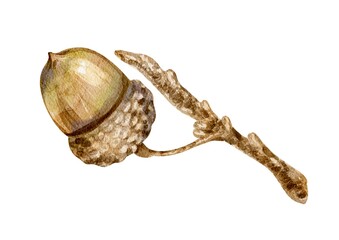 Vintage watercolor illustration of a realistic brown oak acorn with textured cap and natural details, isolated on white background. Ideal for fall projects, botanical art, rustic themes, cottagecore © Tatiana